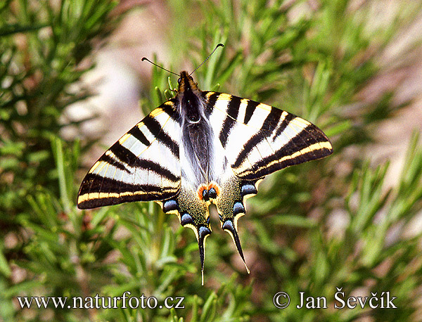 Vidlochvost ovocný (Iphiclides podalirius)