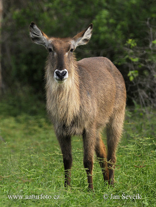 Vodárka jeleňovitá (Kobus ellipsiprymnus ellipsiprymnus)