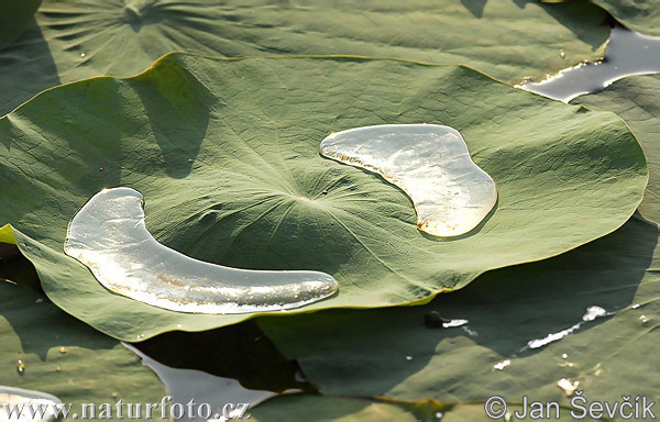 Vodní rostlina (Water lily)
