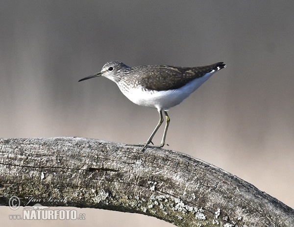 Vodouš kropenatý (Tringa ochropus)