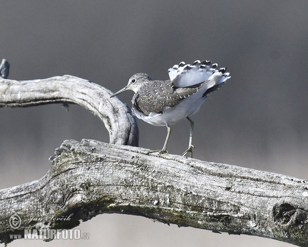 Vodouš kropenatý (Tringa ochropus)