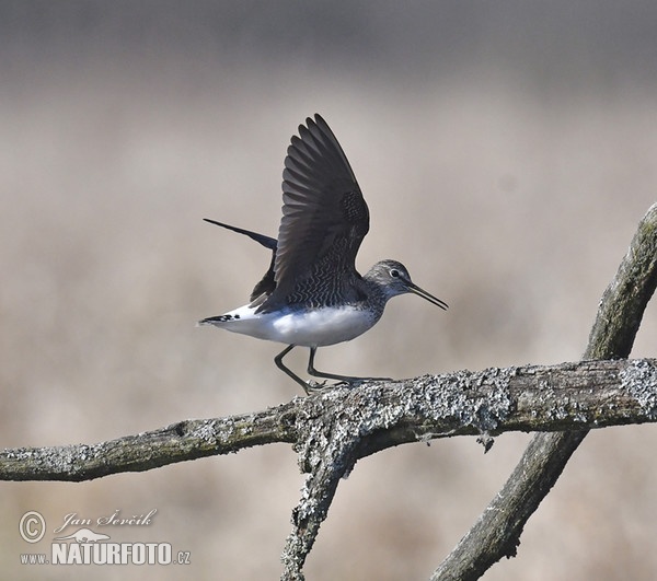 Vodouš kropenatý (Tringa ochropus)