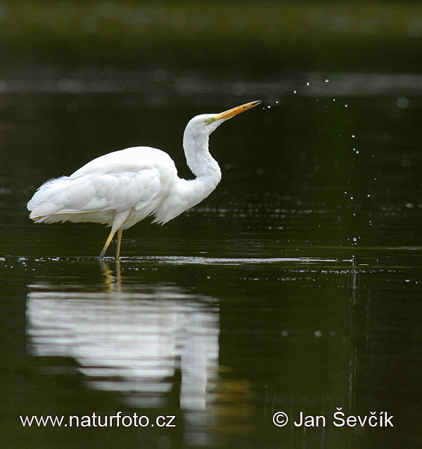 Volavka biela (Casmerodius albus)