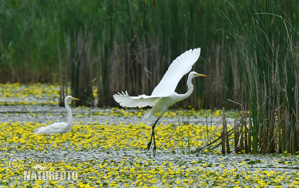 Volavka biela (Casmerodius albus)