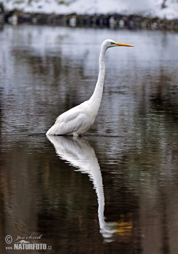 Volavka biela (Casmerodius albus)