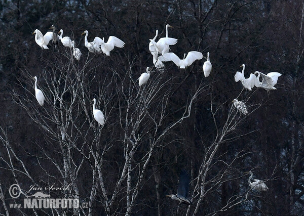 Volavka biela (Casmerodius albus)