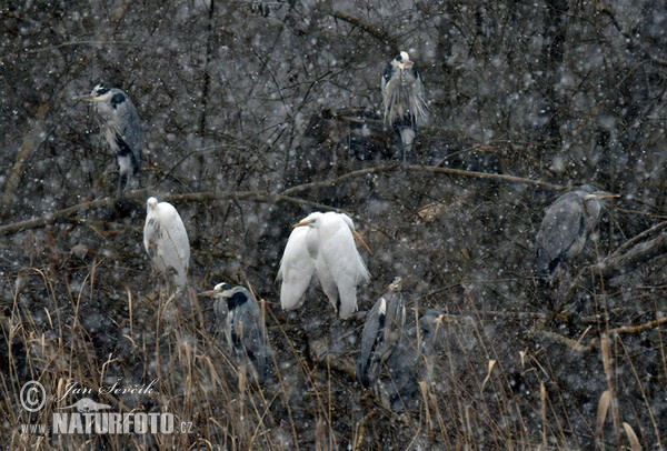 Volavka biela (Casmerodius albus)