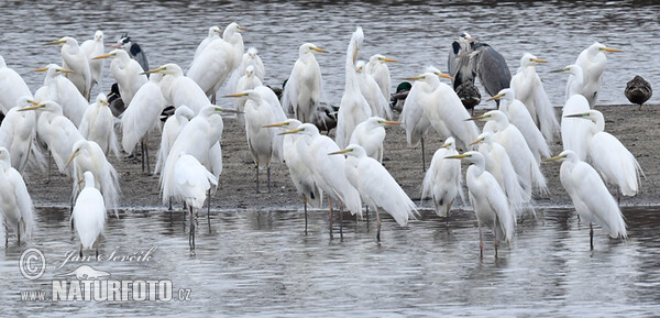 Volavka biela (Casmerodius albus)