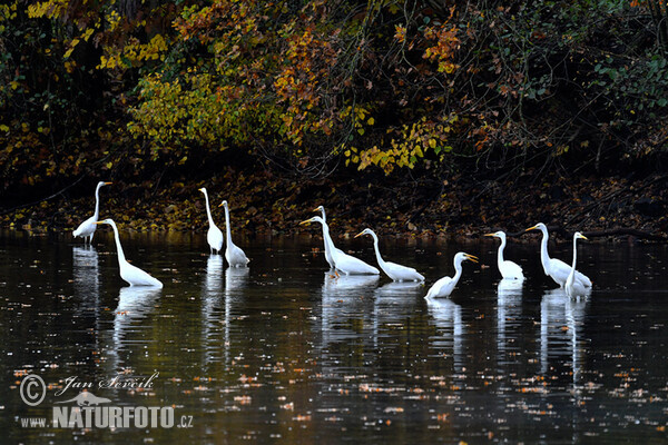 Volavka biela (Casmerodius albus)