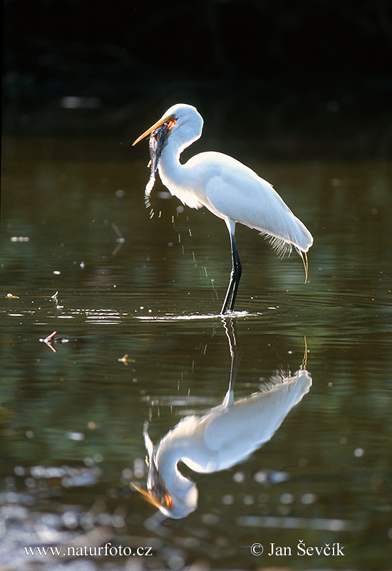 Volavka biela (Casmerodius albus)