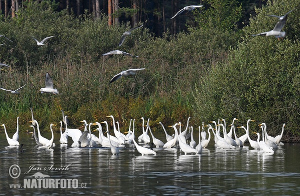 Volavka biela (Casmerodius albus)