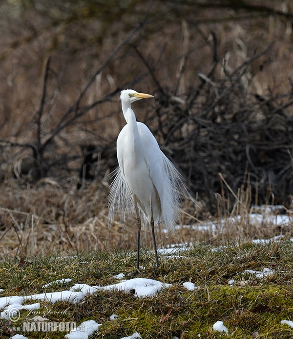 Volavka biela (Casmerodius albus)