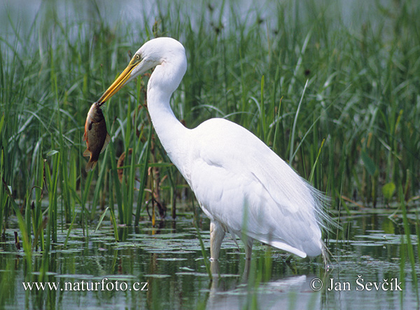 Volavka biela (Casmerodius albus)