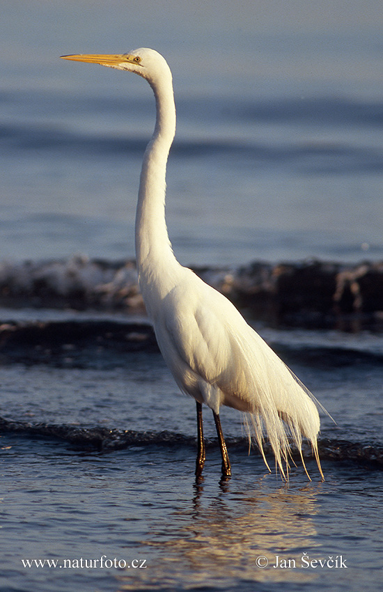 Volavka biela (Casmerodius albus)