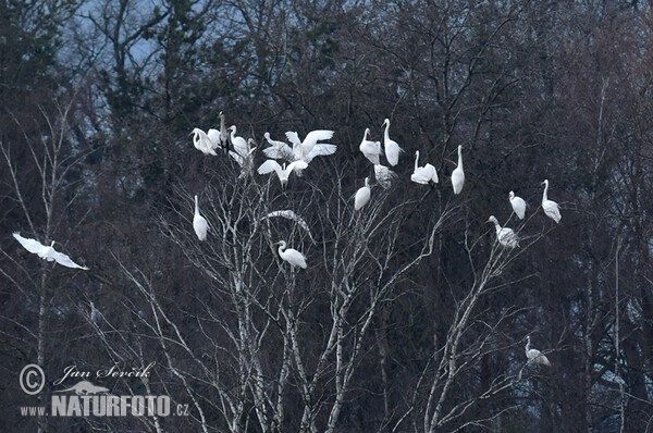 Volavka biela (Casmerodius albus)