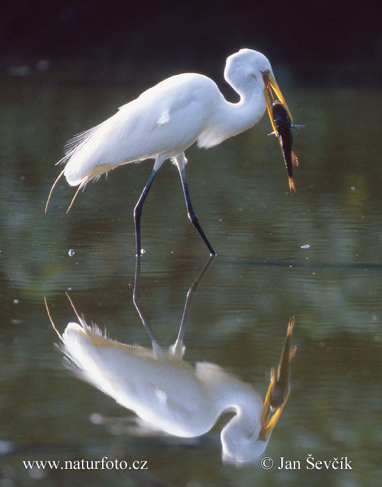 Volavka biela (Casmerodius albus)