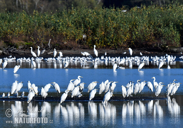 Volavka biela (Casmerodius albus)