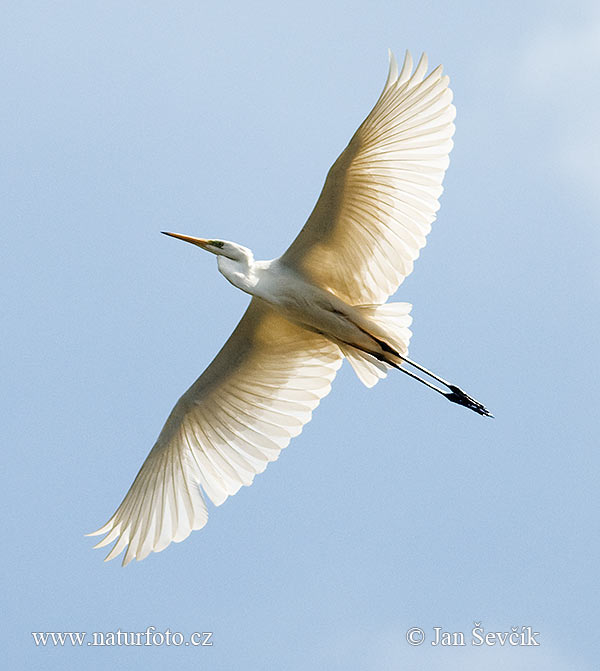 Volavka biela (Casmerodius albus)