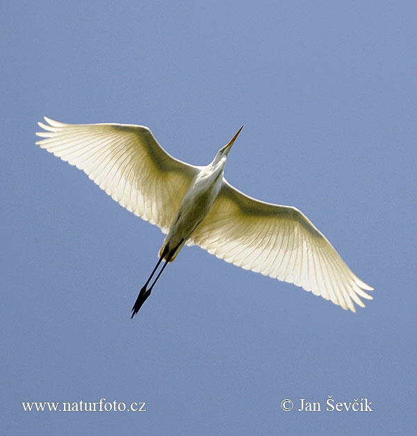 Volavka biela (Casmerodius albus)