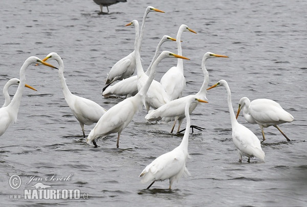 Volavka bílá, Volavka popelavá (Casmerodius albus)