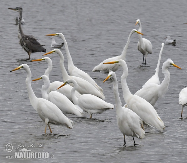 Volavka bílá, Volavka popelavá (Casmerodius albus)