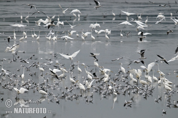 Volavka bílá, Volavka popelavá (Casmerodius albus)