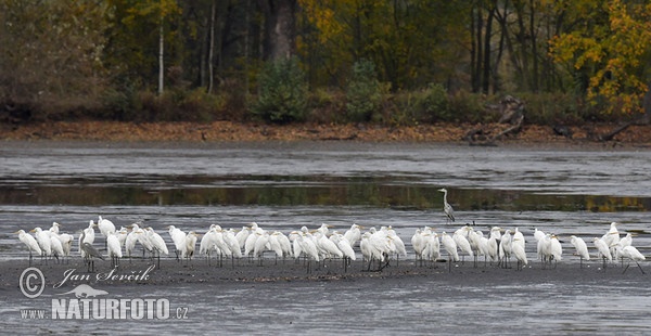 Volavka bílá, Volavka popelavá (Casmerodius albus)