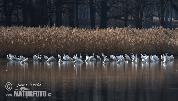 Volavka bílá (Casmerodius albus)
