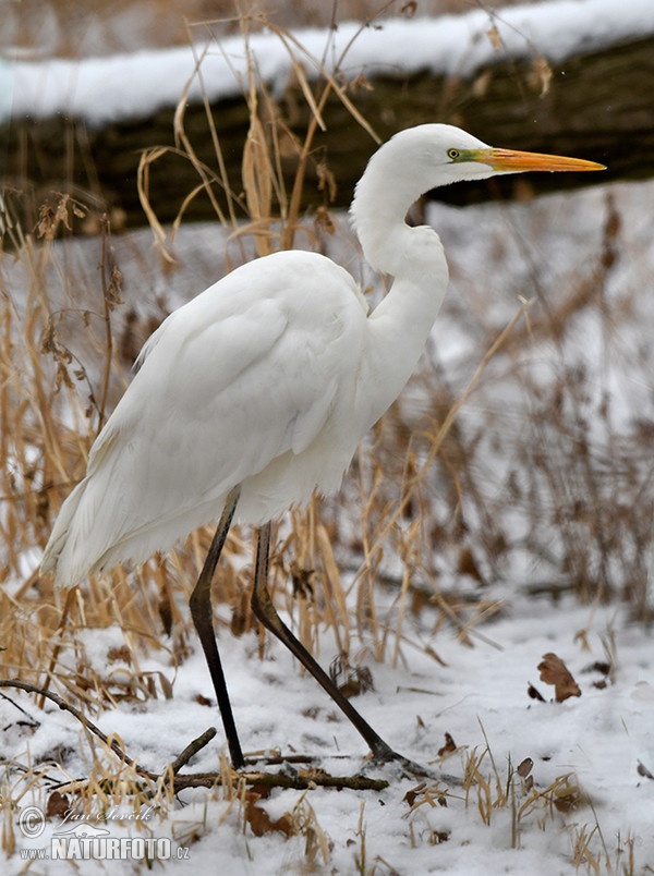 Volavka bílá (Casmerodius albus)