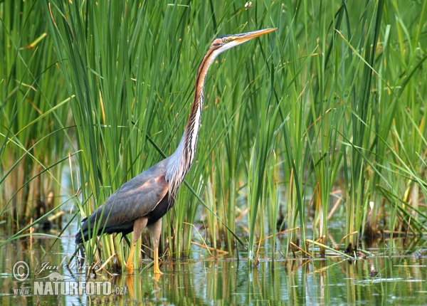 Volavka červená (Ardea purpurea)