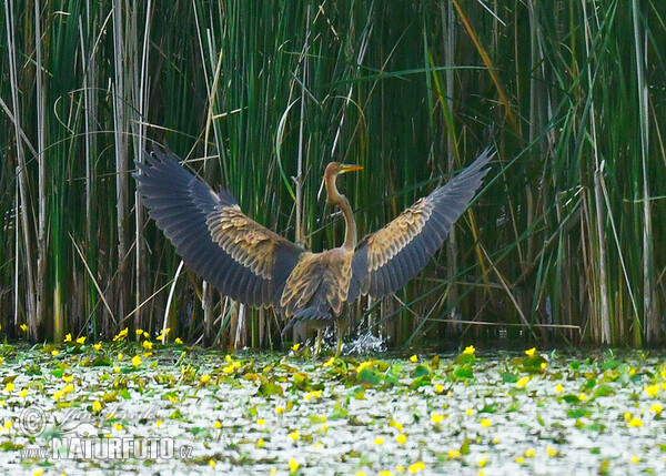 Volavka červená (Ardea purpurea)