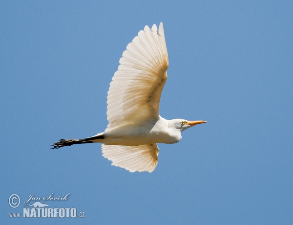 Volavka chochlatá (Bubulcus ibis)