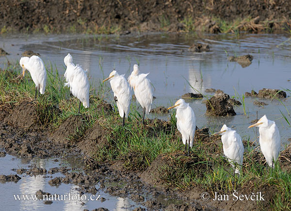 Volavka chochlatá (Bubulcus ibis)