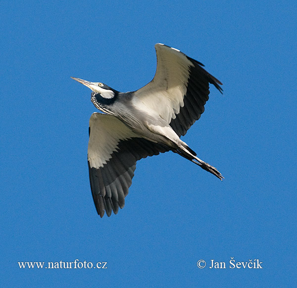 Volavka čiernohlavá (Ardea melanocephala)