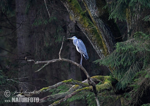 Volavka popelavá (Ardea cinerea)