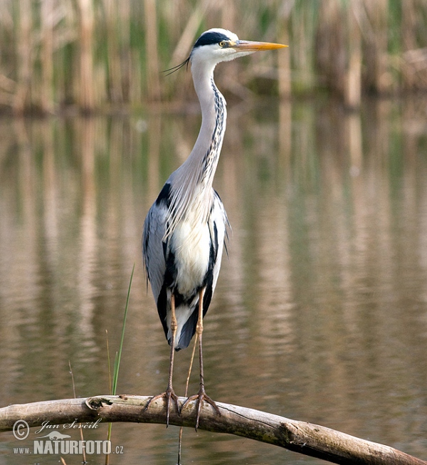 Volavka popelavá (Ardea cinerea)