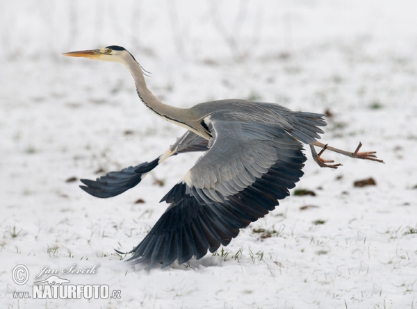 Volavka popelavá (Ardea cinerea)