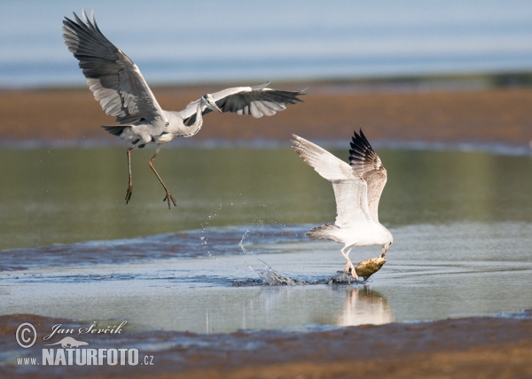 Volavka popolavá (Ardea cinerea, Larus cachinnans)