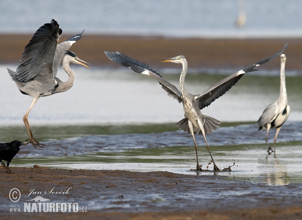 Volavka popolavá (Ardea cinerea)