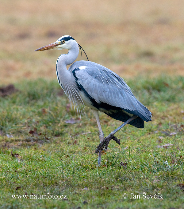 Volavka popolavá (Ardea cinerea)