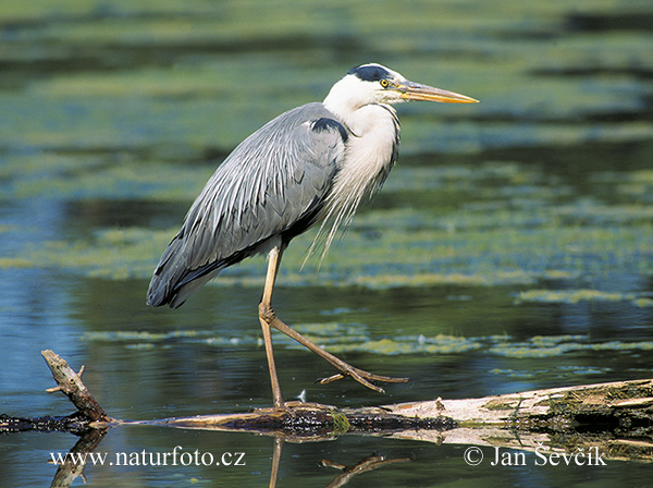 Volavka popolavá (Ardea cinerea)