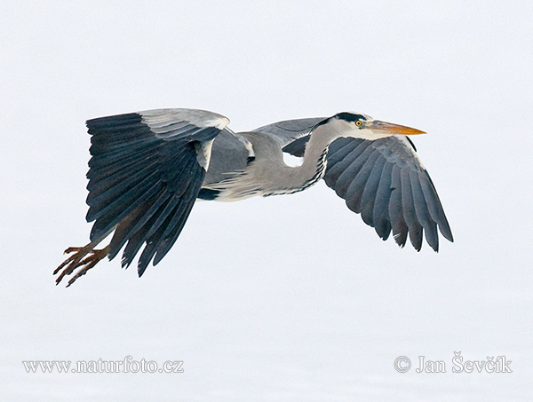 Volavka popolavá (Ardea cinerea)