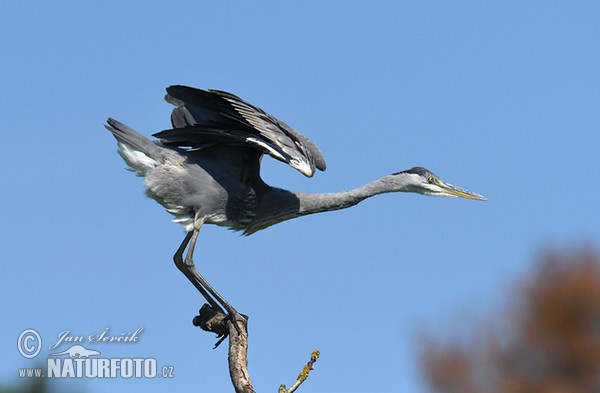 Volavka popolavá (Ardea cinerea)