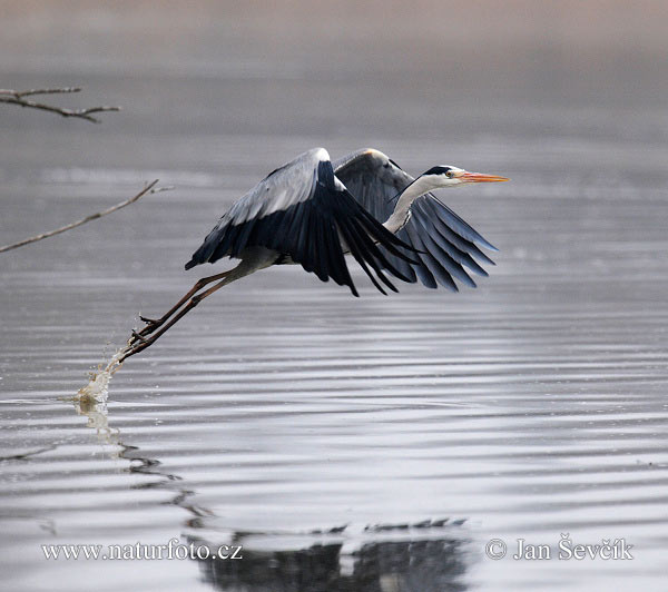 Volavka popolavá (Ardea cinerea)