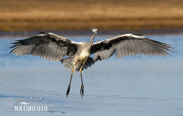 Volavka popolavá (Ardea cinerea)