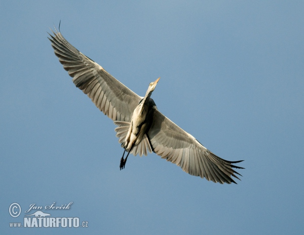 Volavka popolavá (Ardea cinerea)