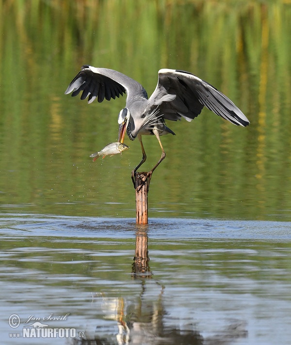 Volavka popolavá (Ardea cinerea)