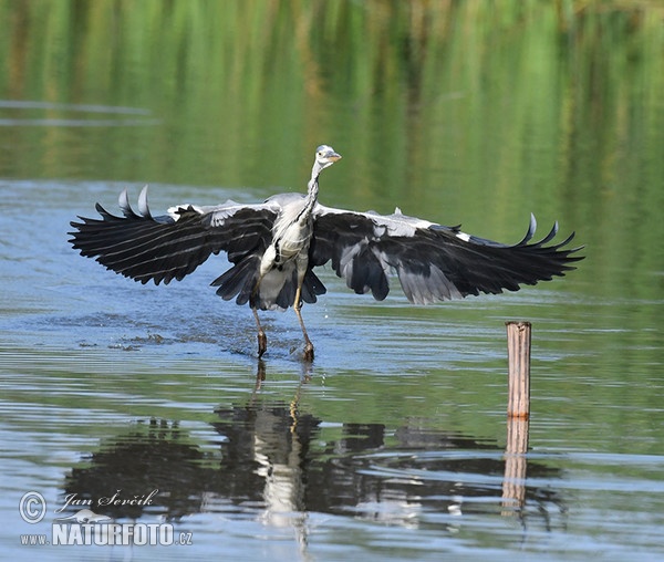 Volavka popolavá (Ardea cinerea)