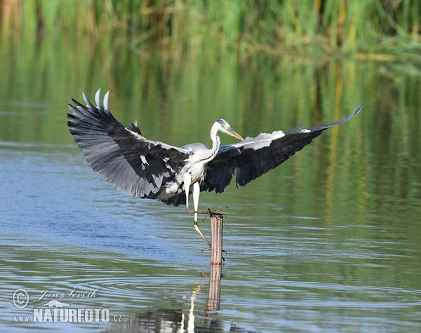 Volavka popolavá (Ardea cinerea)