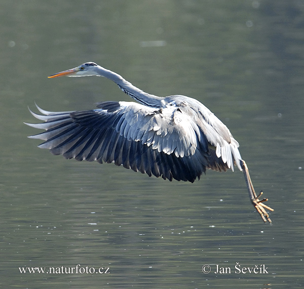 Volavka popolavá (Ardea cinerea)